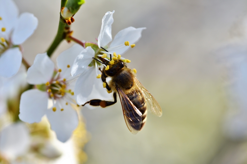 jardinerie-VILLENEUVE LOUBET-min_bee-4092986